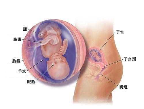 昆明代妈qq群_泰国试管婴儿胚胎移植后着床过程